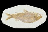 Detailed Fossil Fish (Knightia) - Wyoming #104184-1